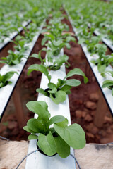 Rocket salad plantation by hydroponics system