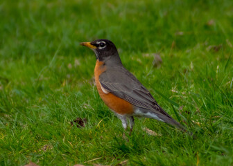 robin on the grass