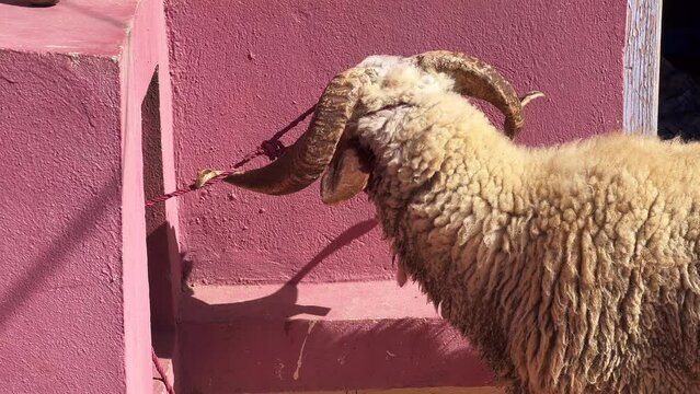 Single sheep bleating while trying to escape