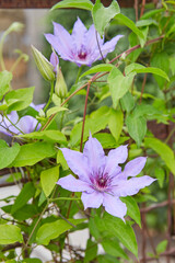 Flowering lilac Clematis