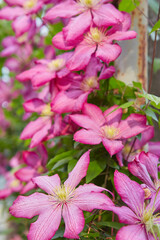 Flowering Pink Clematis