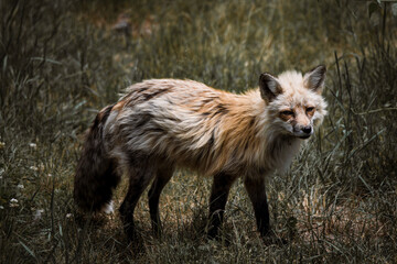 red fox vulpes