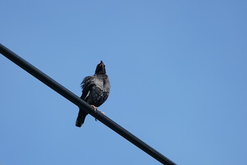 crested myna on wire