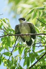 juvenile of azure winged magpie