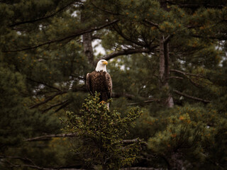 american bald eagle