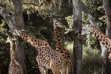 Fototapeta na wymiar giraffe in the wild