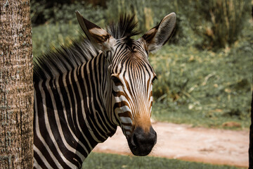 Fototapeta na wymiar portrait of zebra