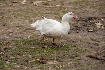 Fototapeta premium calves, lambs, ducks, geese, kids, on a livestock farm. domestic farm animals on an environmentally friendly farm in autumn. cereal industry agriculture.