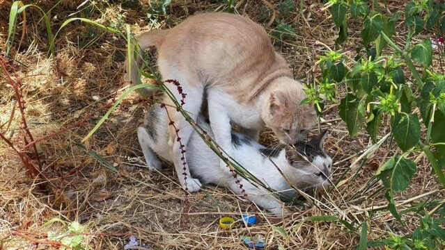 Homeless cats making love outdoors