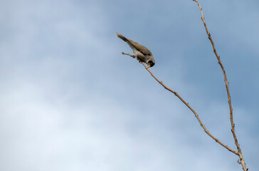 Australian Noisy Miner (Manorina melanocephala)