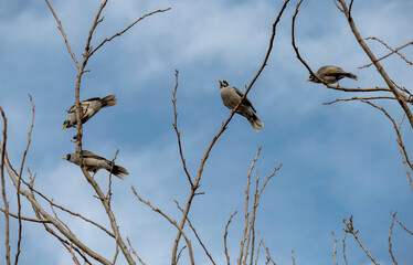 Australian Noisy Miner (Manorina melanocephala)