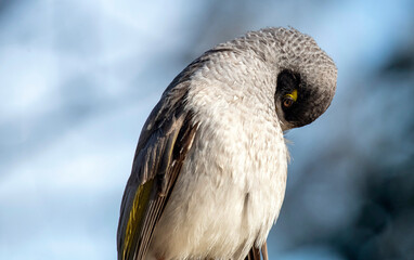 Australian Noisy Minor (Manorina melanocephala)