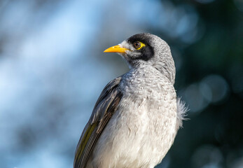 Australian Noisy Minor (Manorina melanocephala)