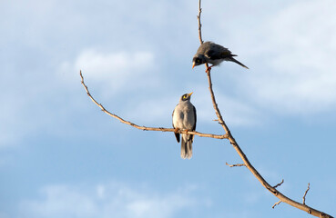 Australian Noisy Minor (Manorina melanocephala)