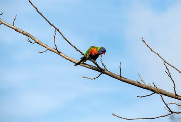 Rainbow Lorikeet (Trichoglossus moluccanus)