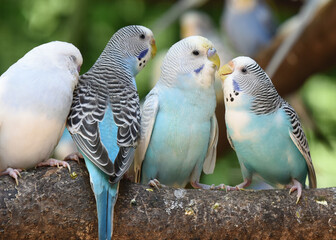 A group of colorful parakeets- sometimes called budgies- perch on a branch