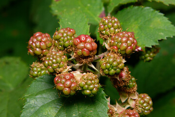 young green and red  fruits and withered flowers of a blackberry in summer