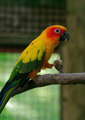 Strikingly colorful, a Sun Conure- a type of parakeet- eats a snack in its cage
