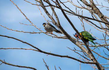 Rainbow Lorikeet (Trichoglossus moluccanus)
