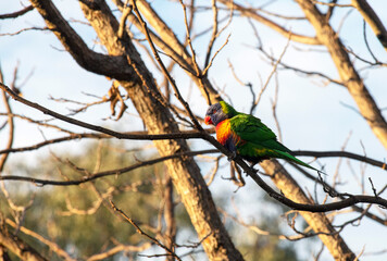 Rainbow Lorikeet (Trichoglossus moluccanus)