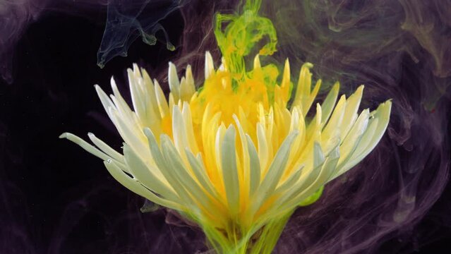 Living white chrysanthemum flower in streams of water-soluble paint.