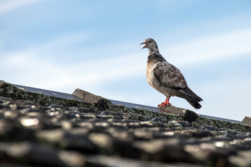 Rock Pigeon (Columba livia)