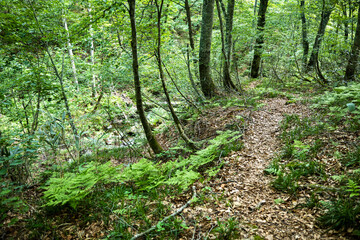 ふくしま桧枝岐村のブナの森