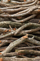 Stack of sawn timber logs to serve as firewood