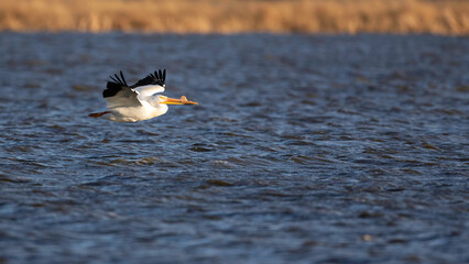Majestic American Pelican In Flight , flying into the Evening Light