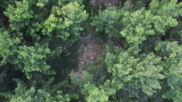 Drone filming over a park with pine trees