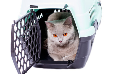 ready for transportation british cat looks out of an open door lying in a cat carrier