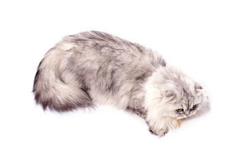 beautiful fluffy scottish fold longhair cat light silver chinchilla sitting, isolated image