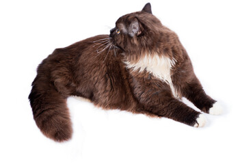 Highland long-haired brown Scottish straight cat lying on a white background