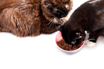  fluffy chocolate-colored long-haired Scottish cat lying and another cat eating next to it