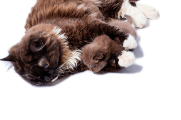  long-haired Scottish cat lying playing gently hugs her kitten both colors of cinnamon