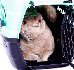 ready for transportation A Scottish cat looks out lying in a cat carrier, an isolated image