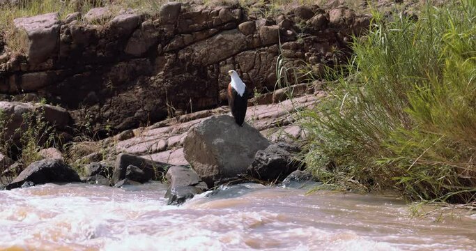 African Fish-eagle - Haliaeetus vocifer, Looking for a food, sub-Saharan Africa
