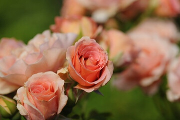 Rose Pink ばら バラ