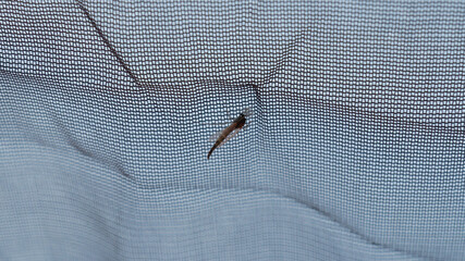 Mosquito inside the tent. Blood-sucking insects.