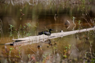 Beautiful bird flying above the water to hunt fish.
