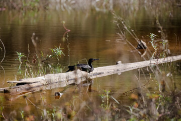Beautiful bird flying above the water to hunt fish.
