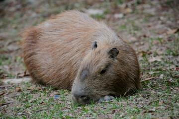 Capybara at the edge of the pond with nature background.
