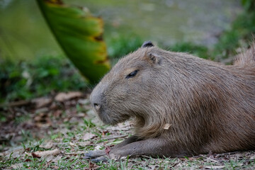 Capivara à beira da lagoa com a natureza como pano de fundo.