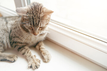 Cute striped cat is resting on windowsill under rays of sun. Fluffy domestic feline lies with its paws spread out and enjoys summer weather. Good day outside window. Pet and animal themes.