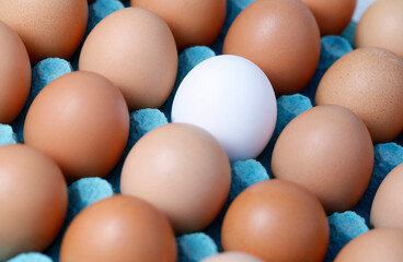 Single white egg among brown eggs