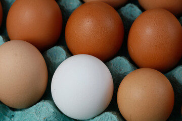 Single white egg among brown eggs