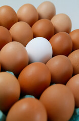 Single white egg among brown eggs