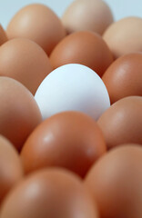 Single white egg among brown eggs