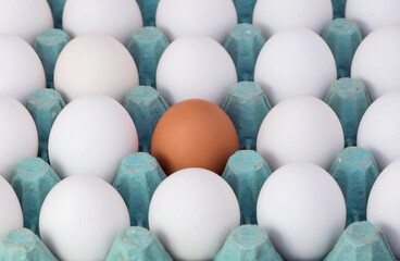 Brown egg carton highlighting a single white egg