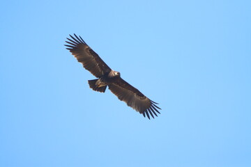 eagle in flight